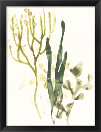 Framed Kelp Collection V Print