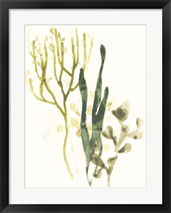 Framed Kelp Collection V Print