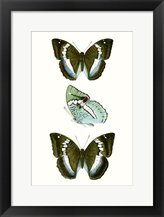 Framed Butterfly Specimen II Print