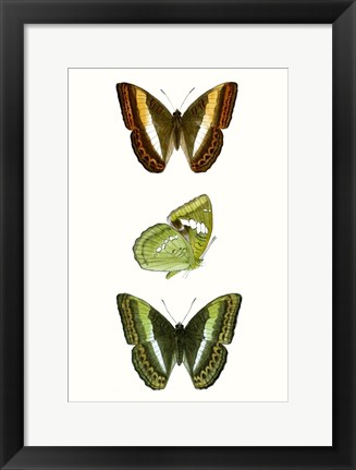 Framed Butterfly Specimen III Print