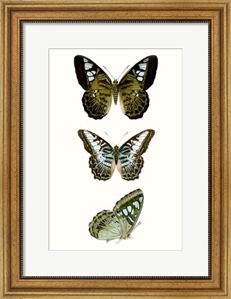 Framed Butterfly Specimen VI Print