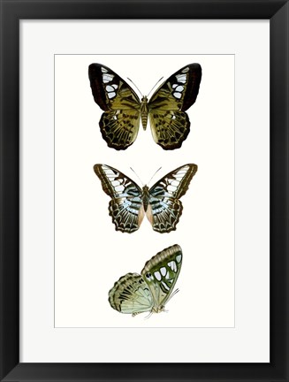 Framed Butterfly Specimen VI Print