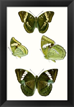 Framed Butterfly Specimen VII Print