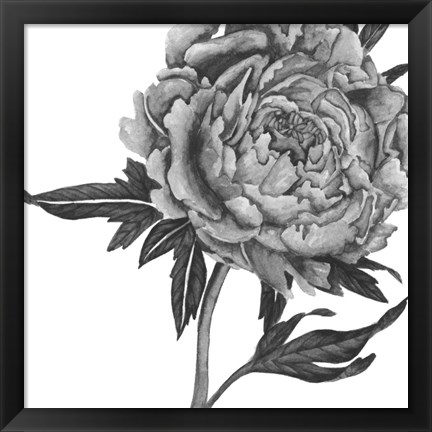 Framed Flowers in Grey II Print