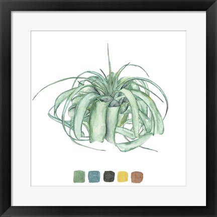 Framed Air Plant Study I Print