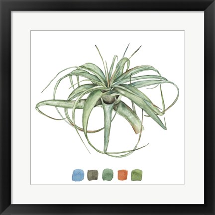 Framed Air Plant Study III Print