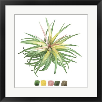 Framed Air Plant Study IV Print