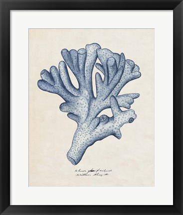 Framed Sea Coral Study I Print