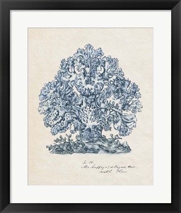 Framed Sea Coral Study II Print