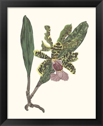 Framed Orchid Display II Print