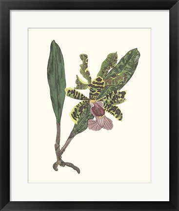 Framed Orchid Display II Print