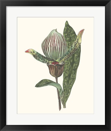 Framed Orchid Display III Print