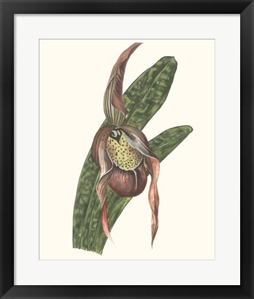 Framed Orchid Display IV Print