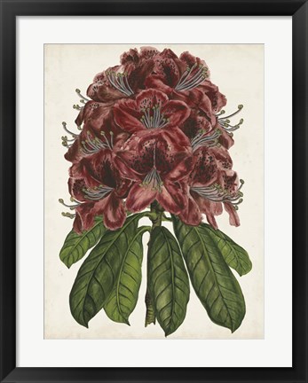 Framed Rhododendron Study II Print