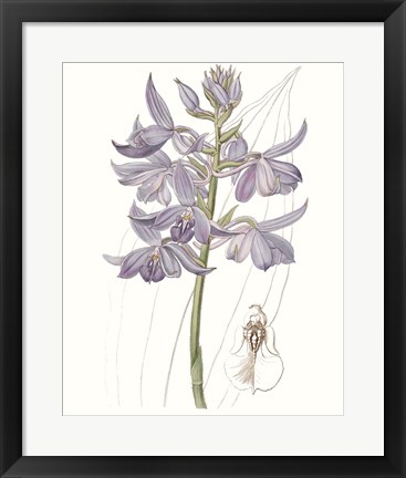 Framed Lavender Beauties III Print