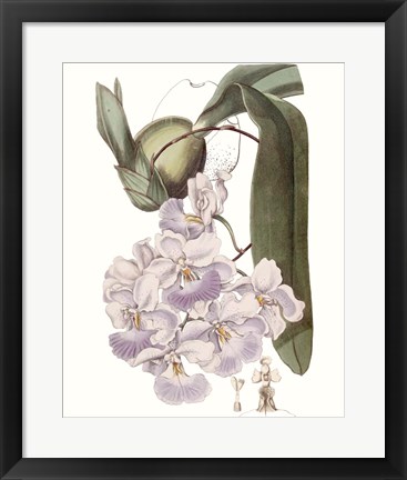 Framed Lavender Beauties V Print