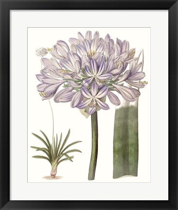 Framed Lavender Beauties VI Print