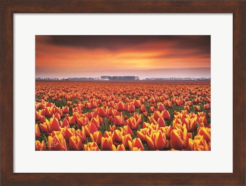 Framed Dramatic Tulips Print