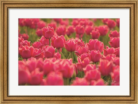 Framed Pretty Pink Tulips Print