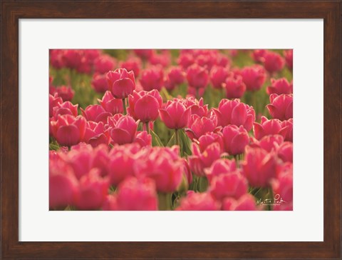 Framed Pretty Pink Tulips Print