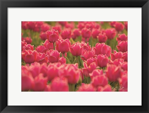 Framed Pretty Pink Tulips Print