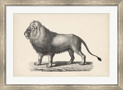 Framed Lion Print