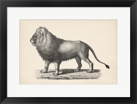 Framed Lion Print