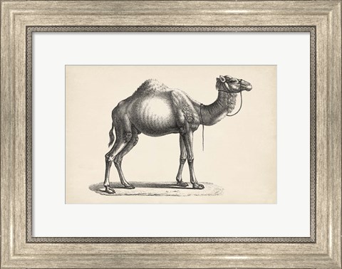 Framed Dromedary Print