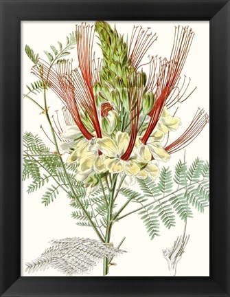 Framed Tropical Variety II Print