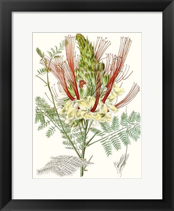 Framed Tropical Variety II Print