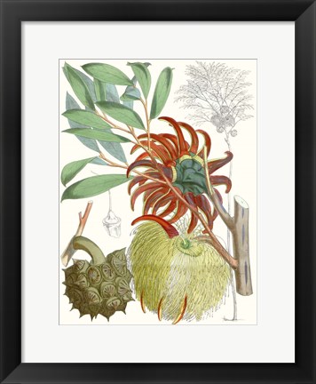 Framed Tropical Variety IV Print