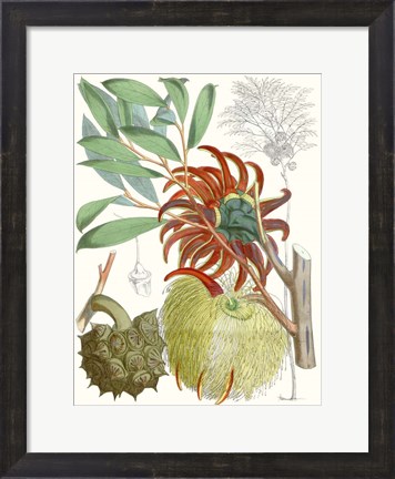 Framed Tropical Variety IV Print