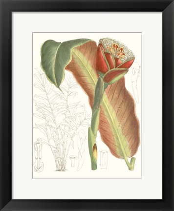 Framed Tropical Variety VII Print