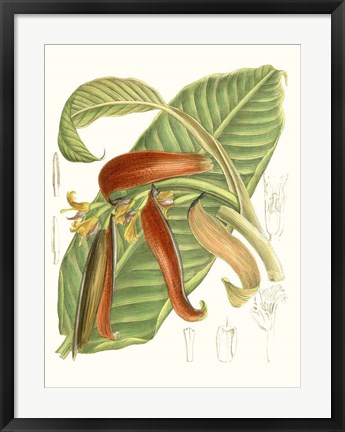 Framed Tropical Variety VIII Print