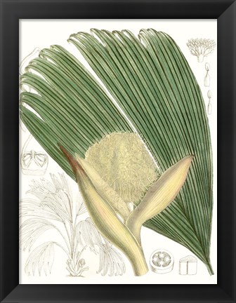 Framed Palm Melange II Print