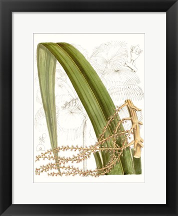 Framed Palm Melange VIII Print