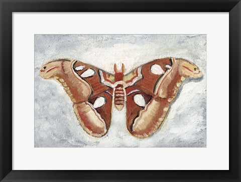 Framed Papillon de Nuit I Print