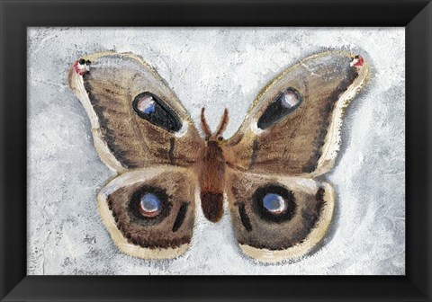 Framed Papillon de Nuit II Print