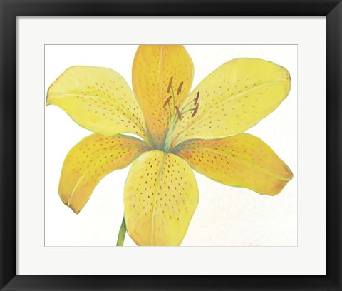 Framed Citron Tiger Lily II Print