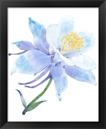 Framed Columbine Bloom I Print