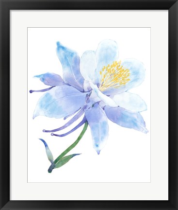 Framed Columbine Bloom I Print