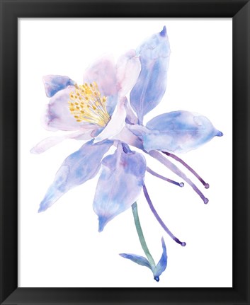 Framed Columbine Bloom II Print