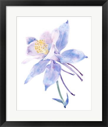 Framed Columbine Bloom II Print