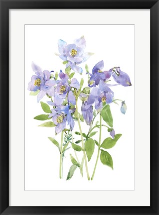 Framed Columbine Spray I Print