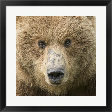 Framed Bear Life I Print