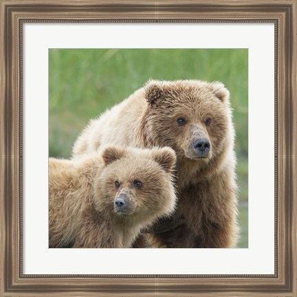 Framed Bear Life III Print