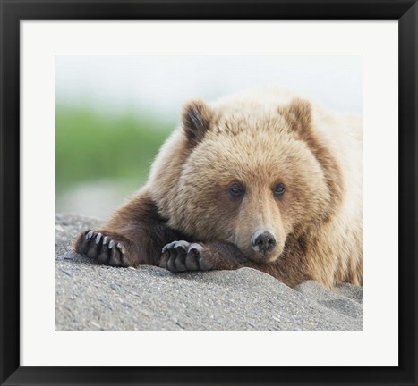 Framed Bear Life IV Print