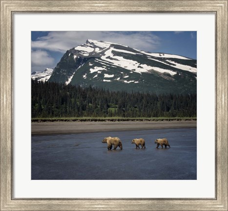 Framed Bear Life V Print