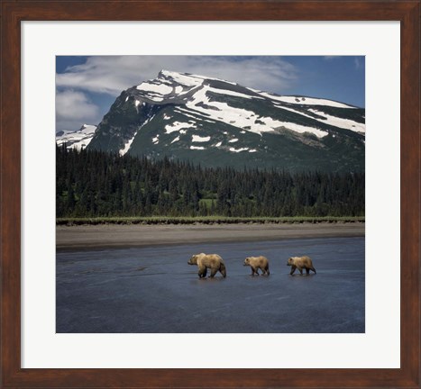 Framed Bear Life V Print