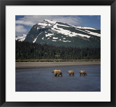 Framed Bear Life V Print